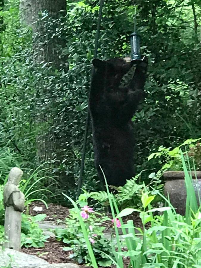 Lazy Bear Bed and breakfast *